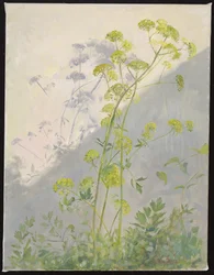 Liebstöckel vor diagonalen Schatten, 1999